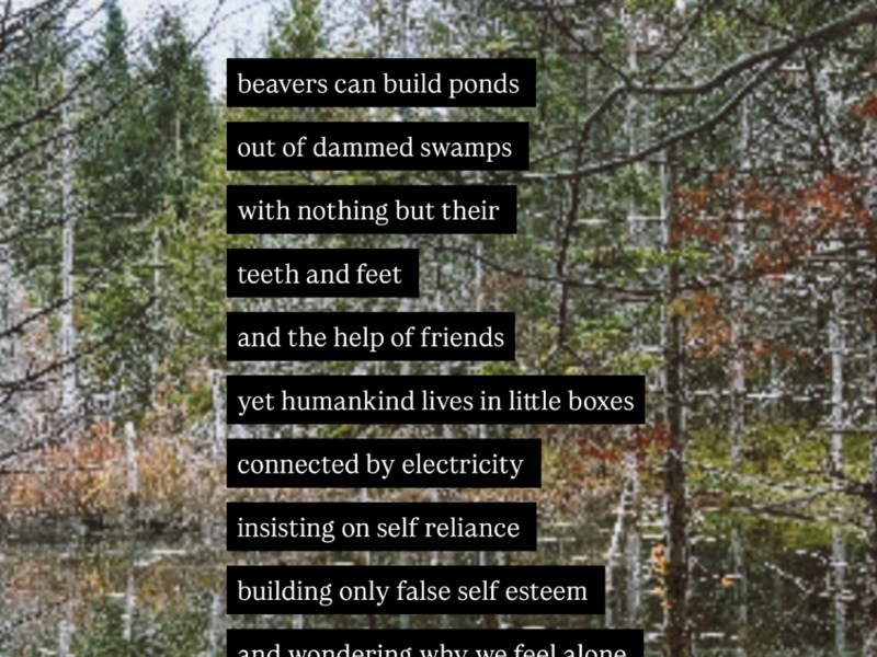 learning from a&nbsp;beaver